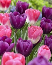 5 Pink & Purple Mixed Hybrid Tulip bulbs~Large Bloom~Naturalize **PRE-CHILLED