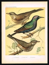 1896 Cassell’s Cage Birds – Fieldfare, Starling & Redwing Antique Bird Print