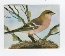 Greggs NZ aquatic birds 1974. Chaffinch (Female)