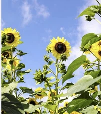 50 ORGANIC  SUNFLOWER Seeds - Vibrant Lemon Queen Attracts Pollinators Ship Free