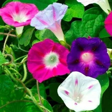 MORNING GLORY FLOWER SEEDS 50+ MIXED COLORS climber VINE annual FREE SHIPPING