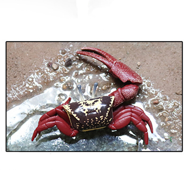 Realistische Simulatie Krab Model Educatief Plastic Realistische Simulatie Krab Model Educatief Plastic