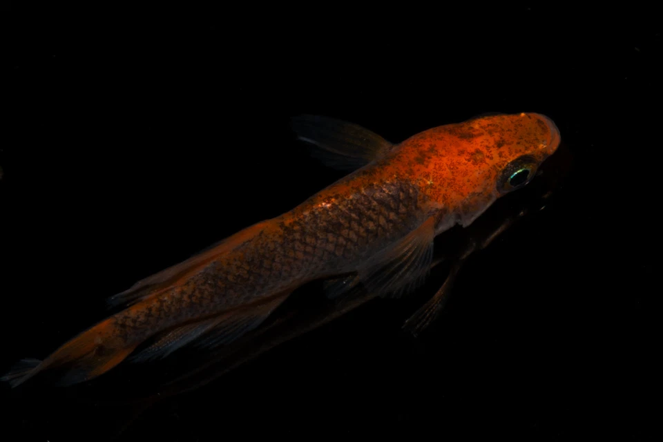 Medaka, Eier, Reisfische , Beniajami  Oryzias latipes - Bild 4 von 4