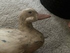 VTG Antiq.Duck Decoy Hand Painted & carved wooden 15.5" — photo 9