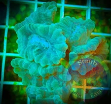 SAF~"WYSIWYG" Green Candy Cane Coral frag, LPS, Soft,Colony, trumpet coral