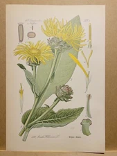 1886 ANTIQUE LITHOGRAPH ILLUSTRATION BOTANY FLOWER FLORA NATURE DECOR PICTURES RARE