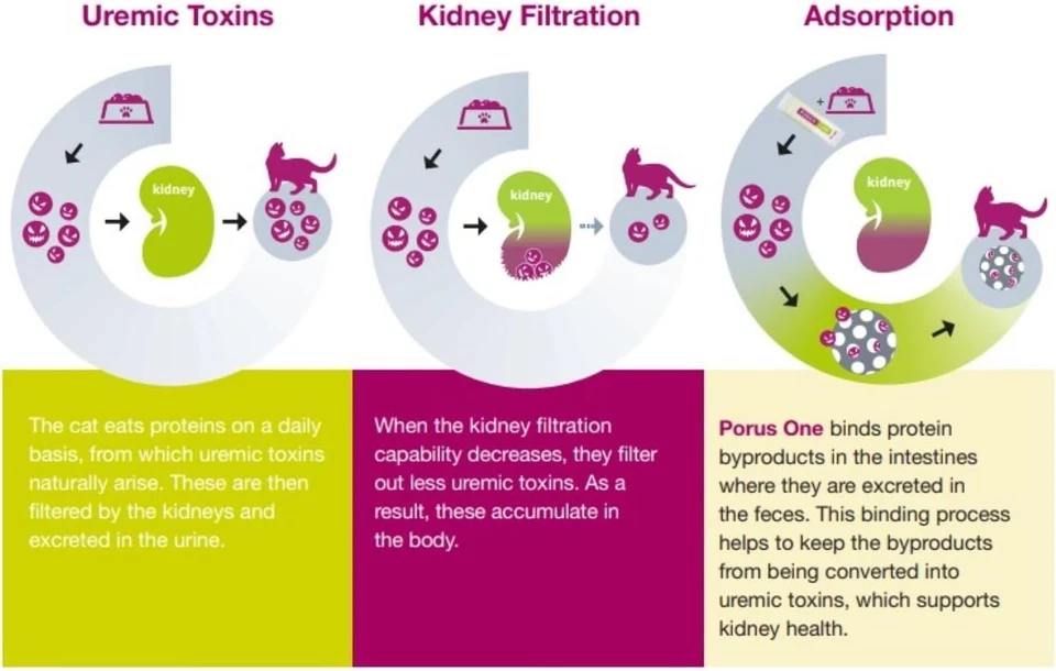 Porus One Kidney Support in Cats, 30 Packets (500mg) by Dechra, Free Shipping - Image 3 of 4