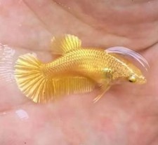 Female betta fish super gold - high quality - USA seller