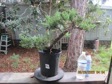 SPECIMEN BONSAI TREE JUNIPER PROCUMBENS NANA/E6