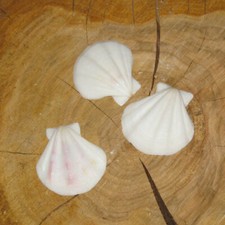 5 Stück Jakobsmuschel weiß Bastel Muscheln Bastelbedarf Jakobsmuscheln