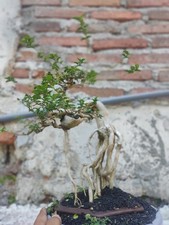 REAL BONSAI   PREMNA MICROPHYLLA / BONSAI SANCANG  SIZE SMALL
