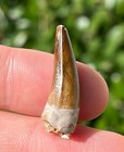 NICE Texas Fossil Phytosaur Tooth with Partial Root Triassic Age Dinosaur Tooth