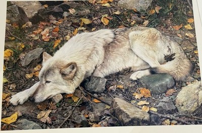 Carl Brenders  The Fall Guy  Signed LE Print 468/950 Wolf Wildlife Art