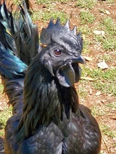 Presale-Show Quality Ayam Cemani Fertile Hatching Eggs 10.           March 2026