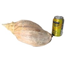 Beck's Volute Adelomelon Beckii HUGE 14" 35 cm Sea Snail Shell No Cracks Holes