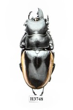 INSECT - H3748. Lucanidae: Odontolabis cuvera ssp. FREAK - SPECIAL, VIETNAM