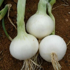 200 WHITE SPANISH SWEET ONION SEEDS ~ heirloomseedguy ~ 2026 ~ NON-GMO
