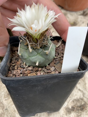 Turbinicarpus Schwarzii Pot 7*7, Wild, Own Roots From Seed - Foto 4 di 6