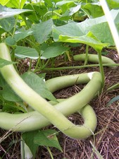 SNAKE GOURD CUCUZZI AMAZING ITALIAN HEIRLOOM SQUASH THREE FEET LONG