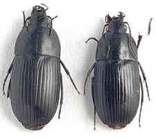 Carabidae Oodes helopoides Russia