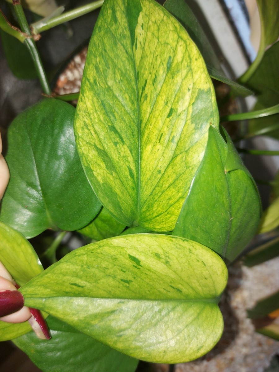 Epipremnum " Jessenia " Efeutute Scindapsus Philodendron Pothos Plant |  eBay.de