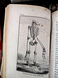 1800 BUFFON NATURAL HISTORY OF PRIMATES Monkeys and Apes With 35 Engravings
