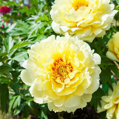100PCS Mix Peony Seeds for Planting,Fragrant Peony Flower Seeds to