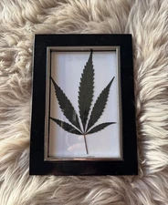 dried pressed hemp leaf in frame