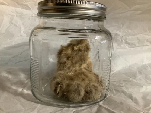 Oddity, Bobcat Paw, in Jar, Taxidermy