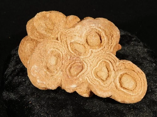 600 Million Year Old STROMATOLITE Fossil 100% Natural Morocco 313gr