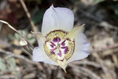 Calochortus ambiguus | Arizona Mariposa Lily | Waxy Mariposa Lily