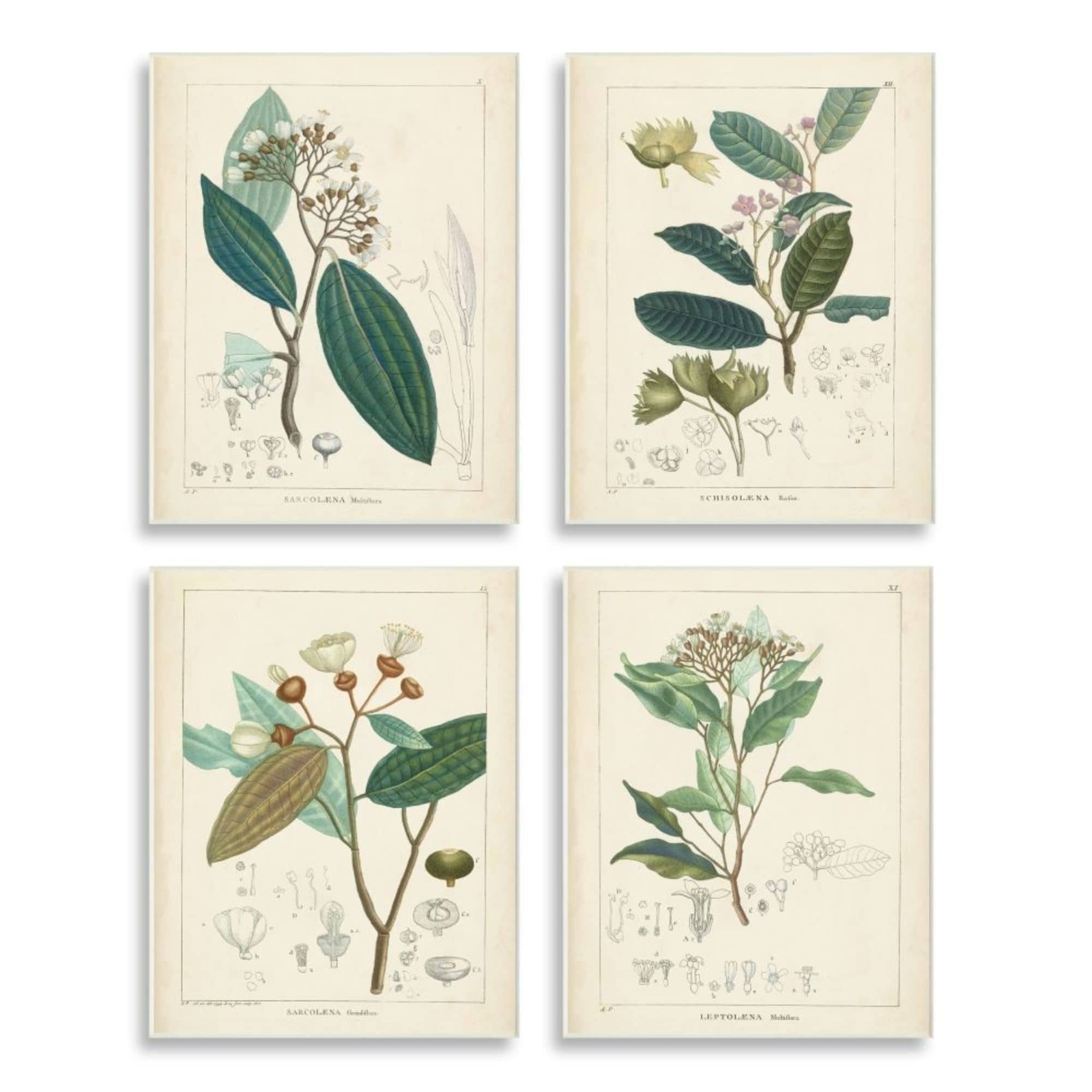 Stupell Vintage Floral Anatomy Illustration Latin Study 4pc  10 x 15