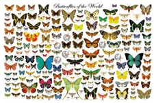 Butterflies of the World Gorgeous Educational Chart Poster 36 x 24 FREE SHIPPING