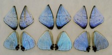 LOT OF 12 WINGS MORPHO SULKOWSKYI BUTTERFLY W...