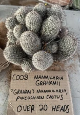 C008 20+ Headed Mammilaria Grahamii Pincushion Cactus Beautiful Pink Flowers