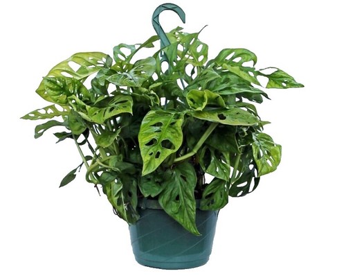 Monstera Yellow Marilyn Aurea | eBay