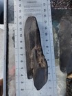 Rare 10,000 yr old Indigenous  trade camp Stone Multi-Tool Artifact Find 10.5" — photo 9