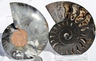 Large Black Ammonite Pair Nice Crystals 110myo Dino age Fossil 113mm 4.5" 9370ee — photo 3