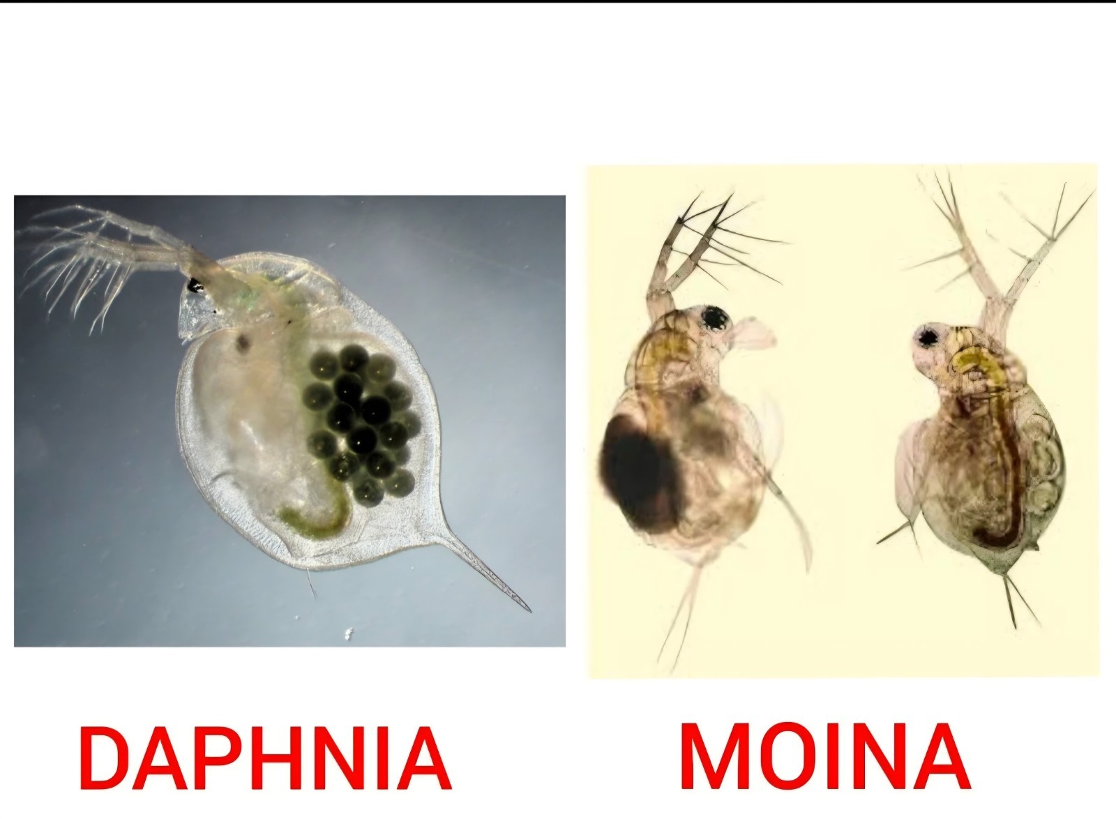 1000 #LIVE MOINA + DAPHNIA + FREE + 2gr food Starter Culture + Free  SHIPPING