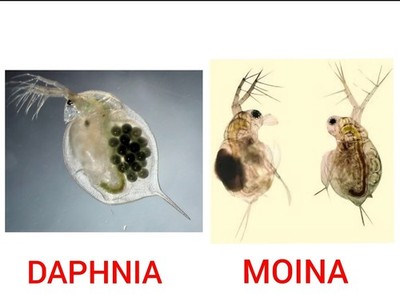 1000 #LIVE MOINA + DAPHNIA +  2gr food Starter Culture + Free Ground SHIPPING