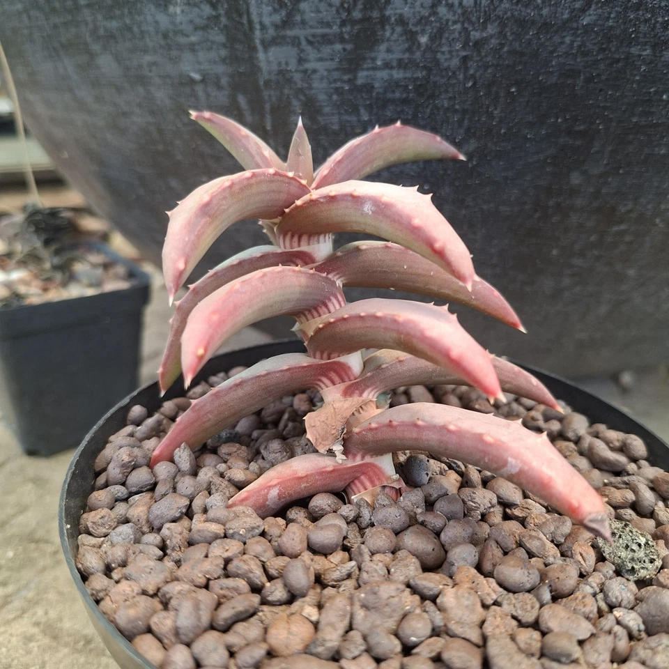 aloe pearsonii Foto 3 de 4