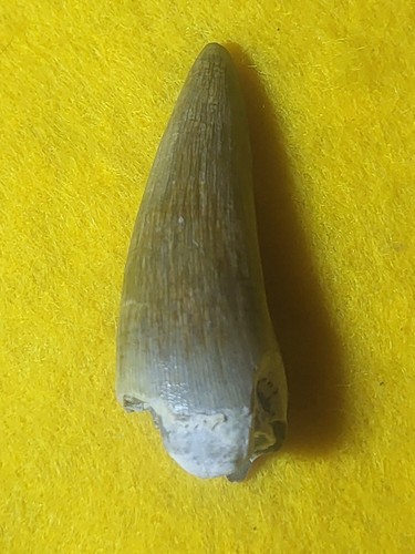1.5" Crocodile Tooth Fossil Pleistocene Florida