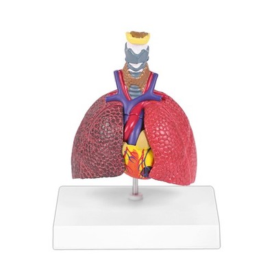 Human Respiratory System Model,Mini Life Size 5-Parts Healthy Pathological Lu...