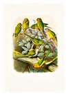 Reichenow Parrots 17 A4 High Quality Art Print