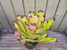 Hohenbergia Castellanosii   rare   bromeliad  6''pot