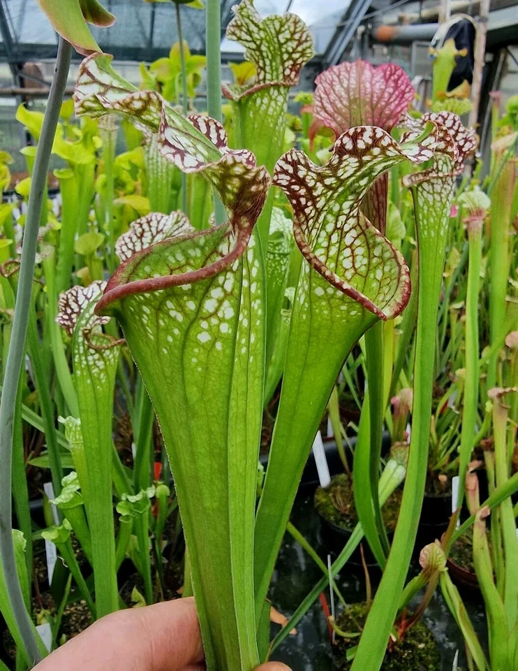 Sarracenia leucophylla HCW × OP,fleischfressende Pflanzen, - Bild 1 von 1