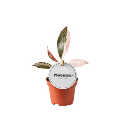  Philodendron Pink Princess 15 cm hoch Ø 6 cm Zimmerpflanze Selten 