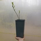 Foto 5 di 12