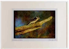 008128 Downy Woodpecker Watercolour Picture Frame Ltd Ed A2