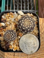 Cactus Copiapoa Cactis&Succulents for sale | eBay